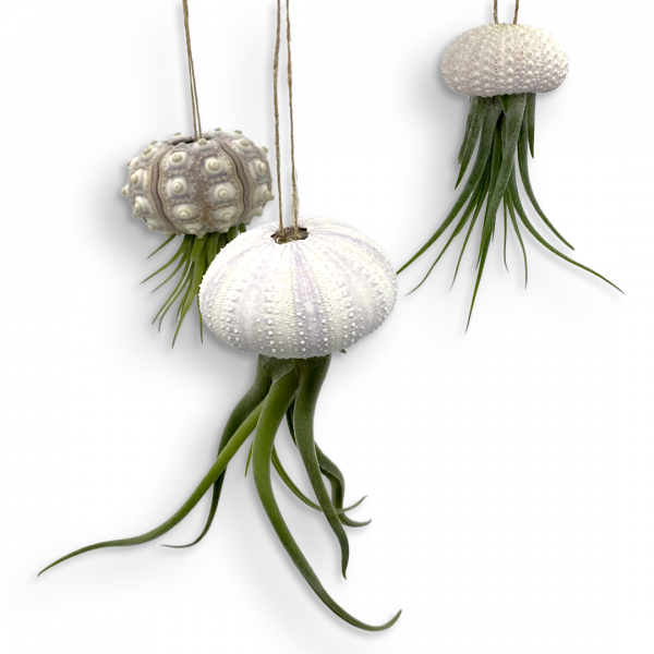 Image for event: DIY Air Plant Jellyfish