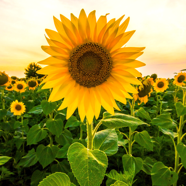 Image for event: How Does Your Sunflower Grow? 