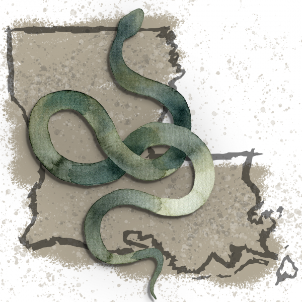 Image for event: Snakes of Louisiana 